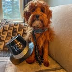 Christine Elledge - @pnw_sheepies_and__doodles - Instagram
