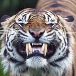 Chris Elmer - @celmer74 - Instagram