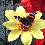 Chris Elmer - @chriselmergardening - Instagram