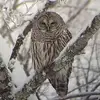 Chris Elmgren - @chris.elmgren - TikTok