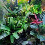 Chris Evanson - @hypnotoad_horticulture - Instagram