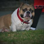 chris eversole - @topofdasouthbullyzchris - Instagram