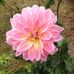 Chris Fauser - Facebook