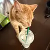 chris_thefavorite - @chris_thefavorite - TikTok
