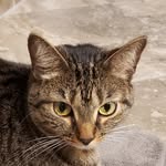 Chris Feeback - @ferretycats - Instagram