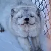 Chris Fei - @dreamwildnation - TikTok