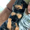 Chris Ferchichi - @chrisferchichi - TikTok