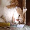 @chrisgalea695 - TikTok