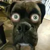 chrisgallipeau816 - @chrisgallipeau816 - TikTok