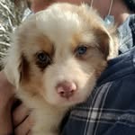 Chris Gamage - @life_of_finn1 - Instagram