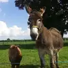 christiangaucher - @christiangaucher - TikTok