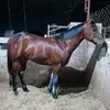 Chris G Burgos - @chrisgburgos - TikTok