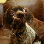 Chris Gehring - @gehringc - Instagram