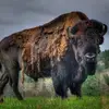 Chris Gehring - @chris.gehring - TikTok