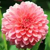 Christine Gendreau - @christine.gendrea - TikTok