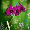 christinegregoire972 - @christinegregoire972 - TikTok