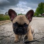 Chris Guess - @ms.daisy_the_frenchie - Instagram