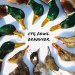 Chris Guild - @ctgfowlbehavior - Instagram