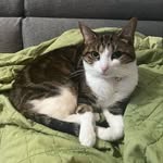 Chris Guindon - @chrisguindon79 - Instagram