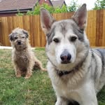 who let the dogs out. - @chrisguyrichards - Instagram