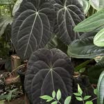 Chris Hall - @equatorialflora - Instagram