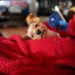 Chris Hamel - @sheengeen - Instagram