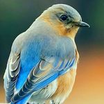 Christina Harshman - @christinaharshman - Instagram