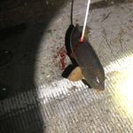 Chris Craig/ Bruce Heflin - @poorboysexpress_bowfishing - Instagram