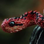 Chris Henshall - @deadly_viper_02 - Instagram