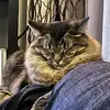 Chris Hickson - @chris.hickson - TikTok