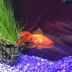 Chris Hodder - @christhecoolfish - Instagram