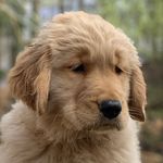 Chris Holdcroft - @chris.holdcroft - Instagram