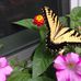 Christine Holst - Facebook