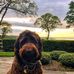 Chris Homer - Facebook