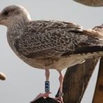 Chris Honan - @honanchris - Instagram