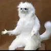 O - @chrishoule10 - TikTok