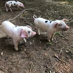 Chris Howes - @chris_edfords - Instagram