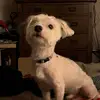 chrishowick4 - @chris.howick - TikTok