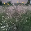 chrishoy79 - @chrishoy79 - TikTok