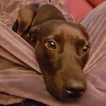 Layla - @chris_hund_layla - Instagram