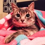 Christopher - @christophurrycat - Instagram