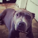 Chris Huskie - @chrishuskie - Instagram