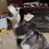 Chris Husky - @chris.husky - TikTok