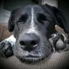 @chris2010 - @chris_izzo - TikTok