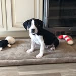 cj - @chrisjanicek - Instagram