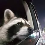 Chris Jared Mapache - @chrismapache.png - Instagram