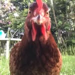 Chris Stirrup Jefferies - @stirrupjefferies - Instagram