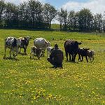 Chris Jørgensen - @chri61f8 - Instagram