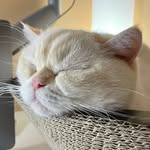 Chris Kant - @chriskant.deluxe - Instagram