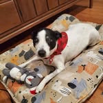 Chris Kirch - @gasengirl - Instagram